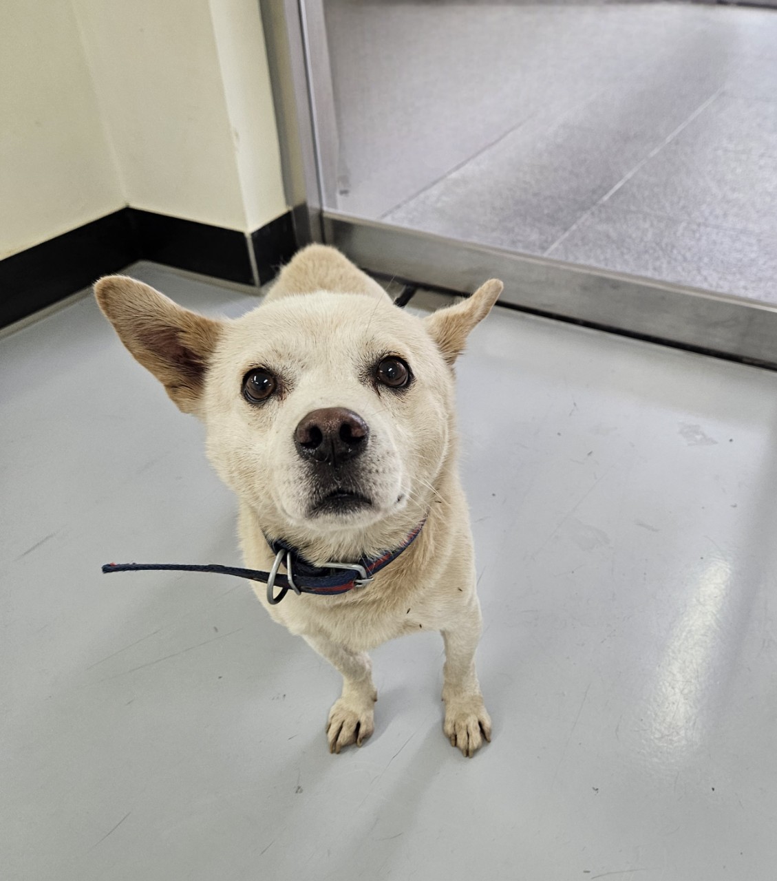 아산동물복지지원센터_444452202502132